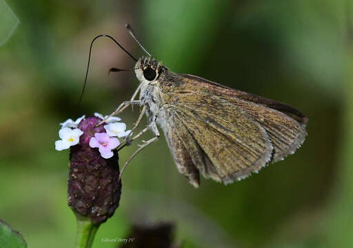 Image of Neamathla Skipper