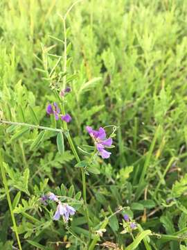 Image of Louisiana vetch