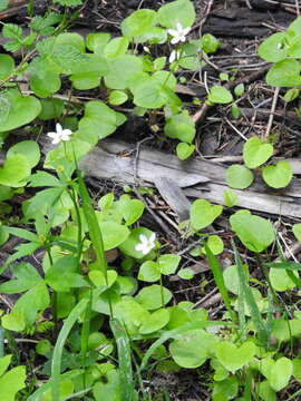 Claytonia cordifolia S. Wats. resmi