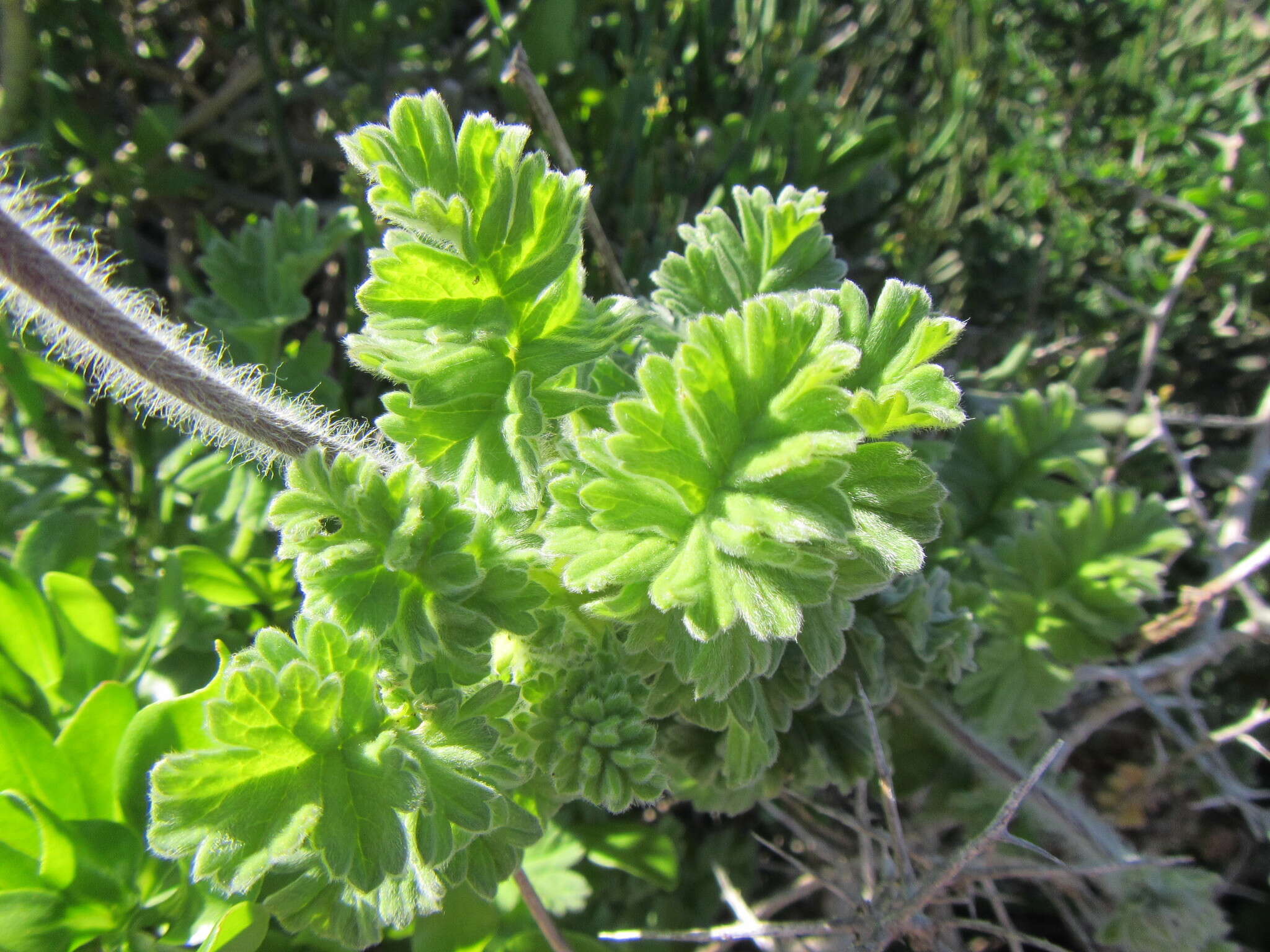 Image of Scarlet pelargonium