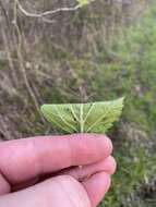 Image de Crataegus mollis (Torr. & Gray) Scheele