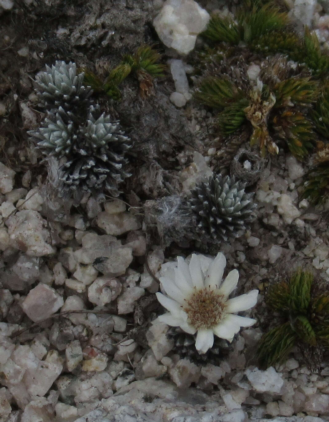 Plancia ëd Psychrophyton grandiflorum (Hook. fil.) Beauv.