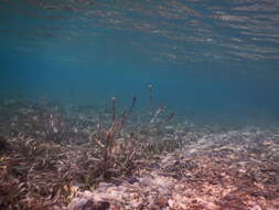 Image of Loose-scaled sardine