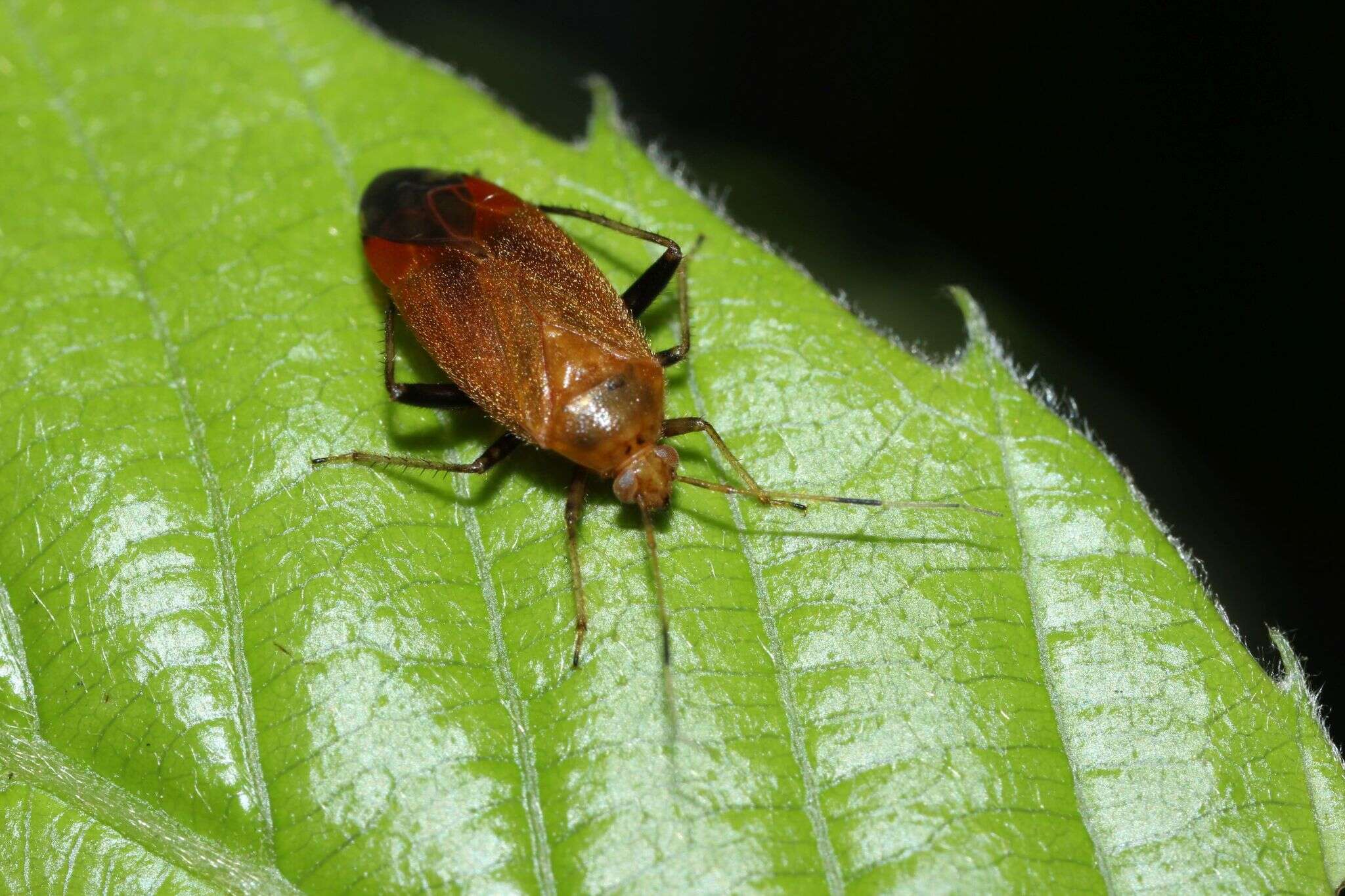 Image of Castanopsides kerzhneri (Josifov 1985)