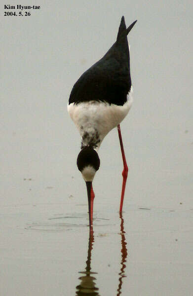 Image of Black-winged Stilt