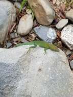 Image of LaVega Anole