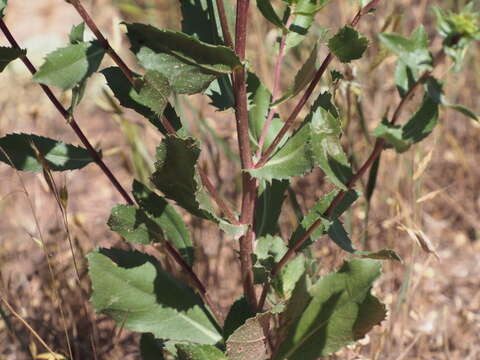 Image of subalpine gumweed