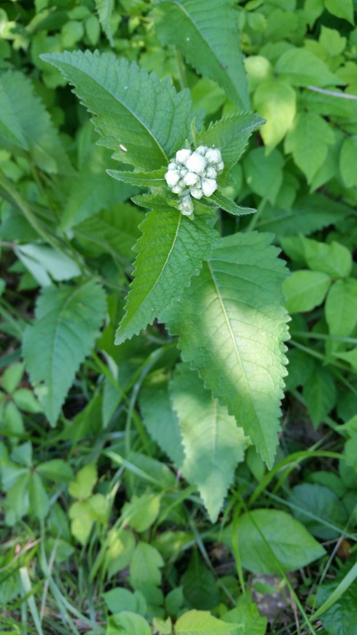 Sivun Parthenium auriculatum Britt. kuva