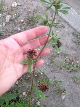 Image of Medicago sativa subsp. varia (Martyn) Arcang.