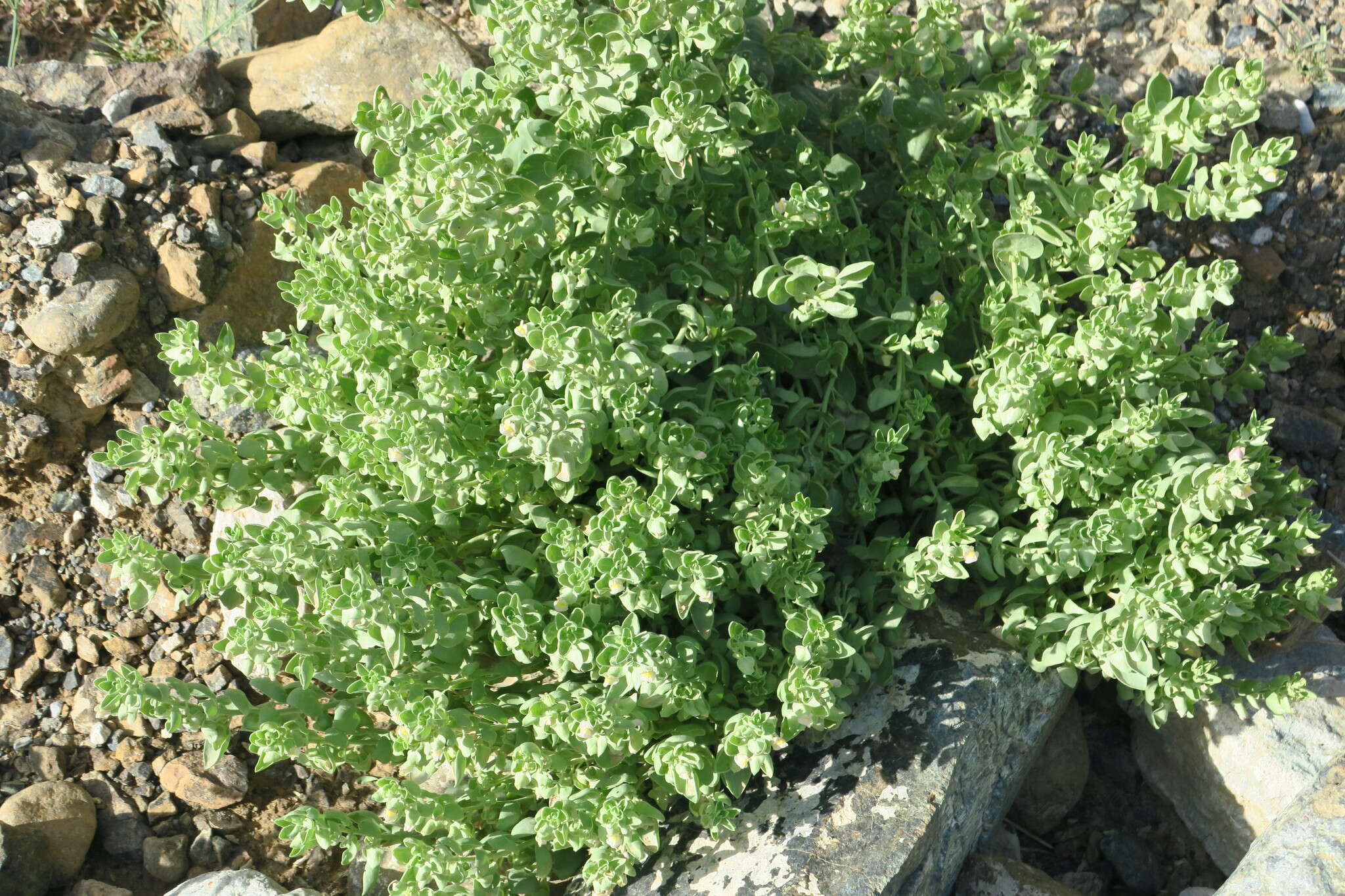 Schweinfurthia papilionacea (L.) Boiss.的圖片