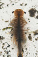 Image of Branchinecta cornigera Lynch 1958
