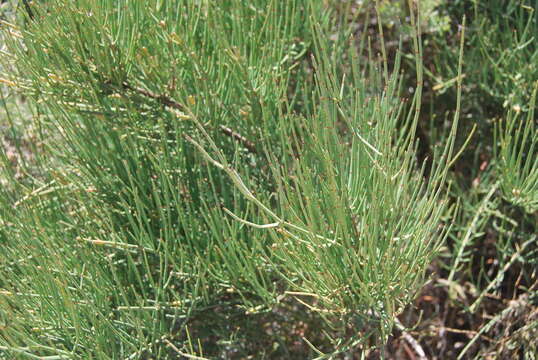 Image of Joint Pine