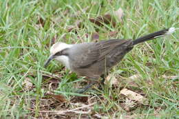 Image of Pomatostomus Cabanis 1851