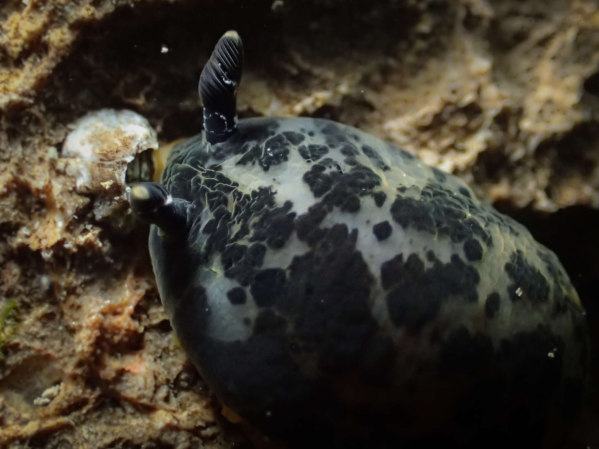 Image of Dendrodoris limbata (Cuvier 1804)