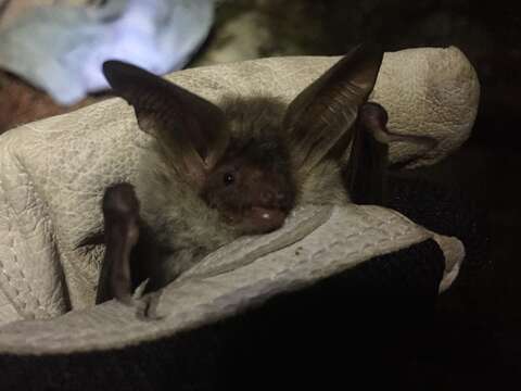 Imagem de Myotis bechsteinii (Kuhl 1817)