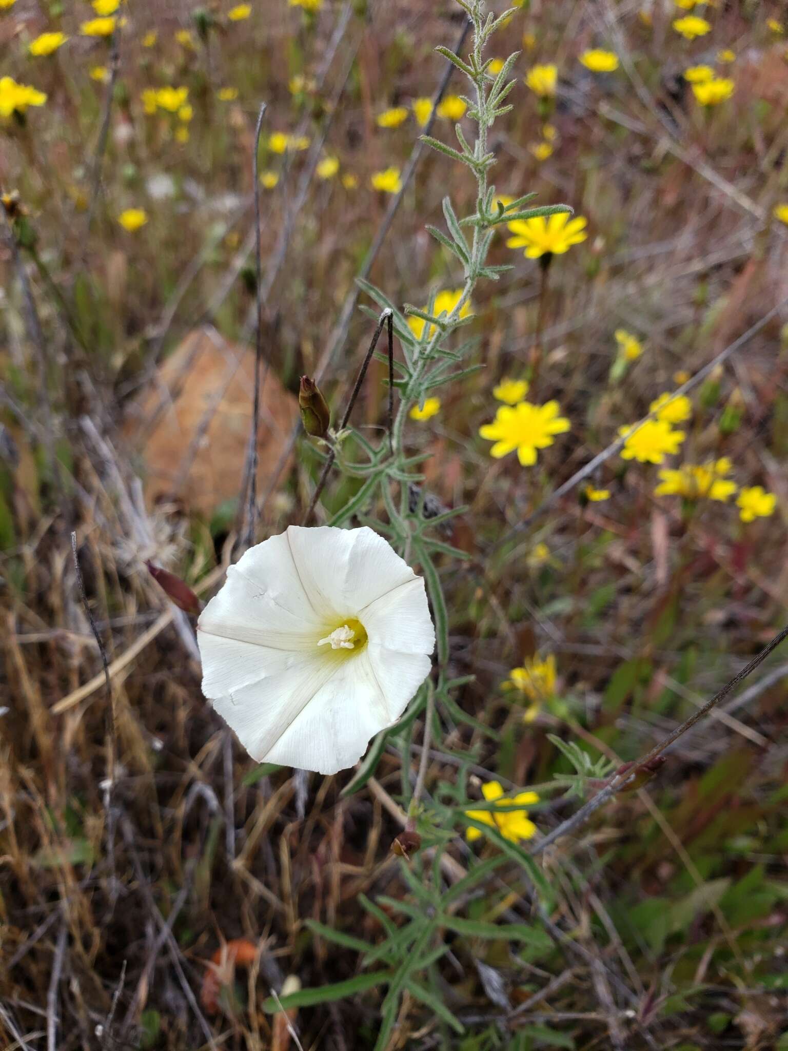 Image of Stebbins' false bindweed