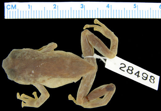 Image of <i>Oreophryne inornata</i> Zweifel 1956