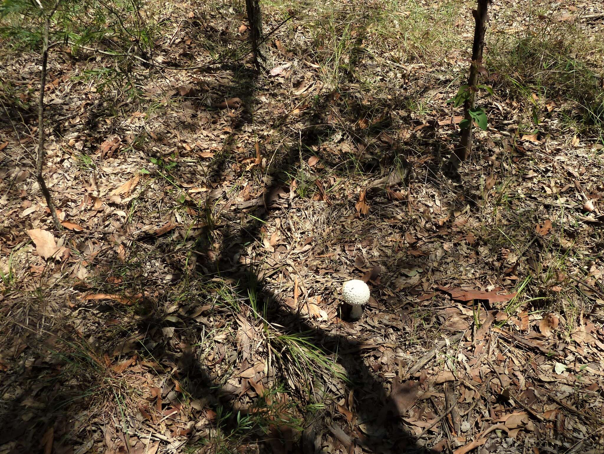 Image of Amanita pyramidifera D. A. Reid 1978