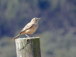 Image of Tawny Pipit