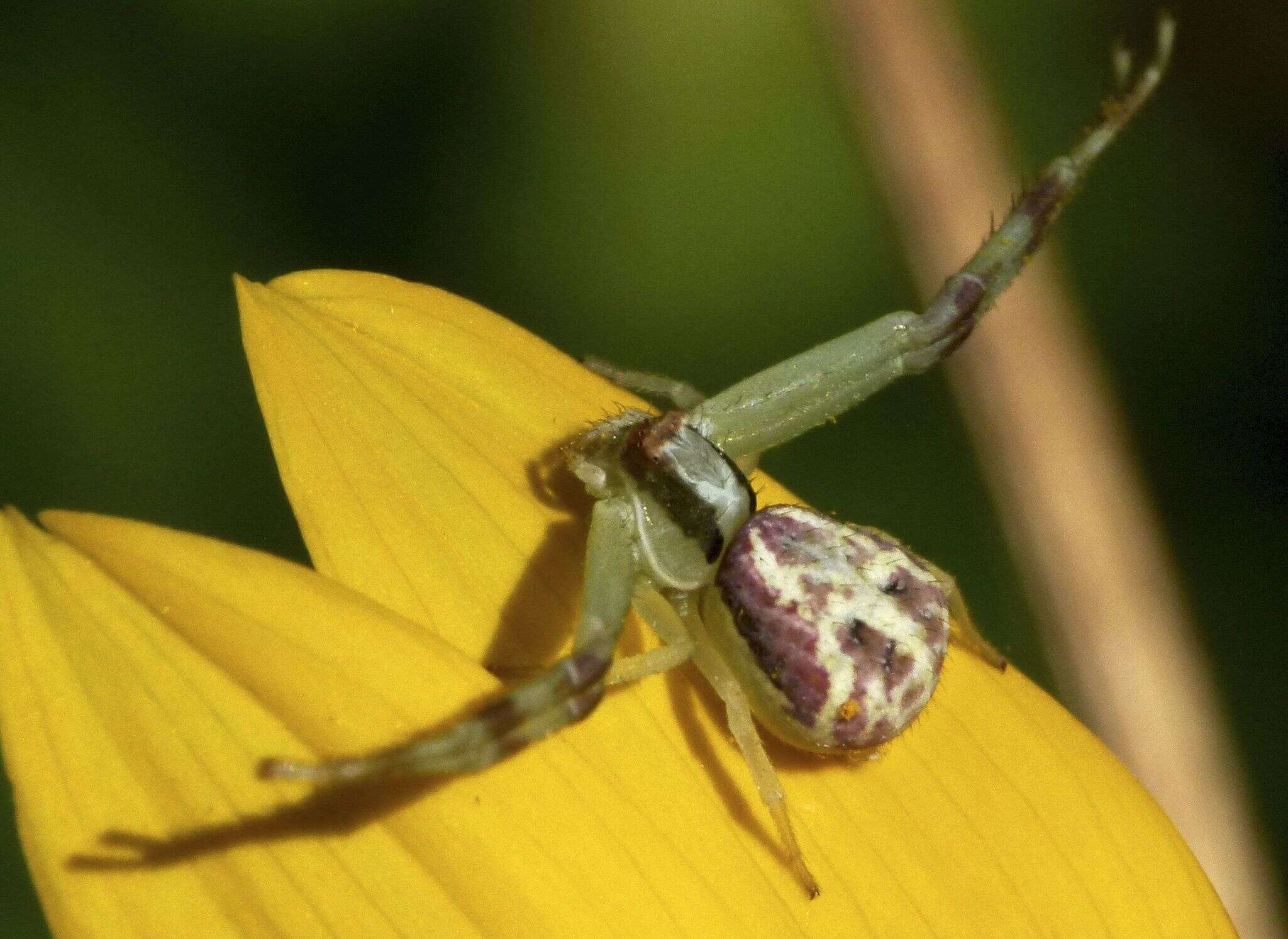 Image of Mecaphesa dubia (Keyserling 1880)