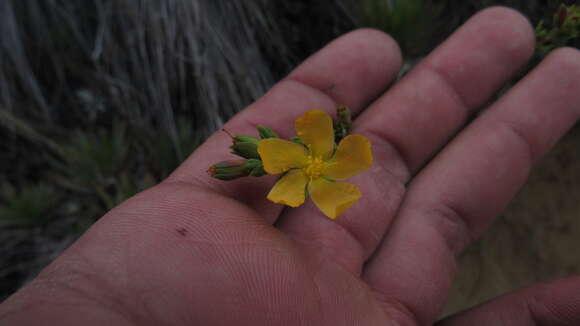 Image of Hypericum humboldtianum Steud.