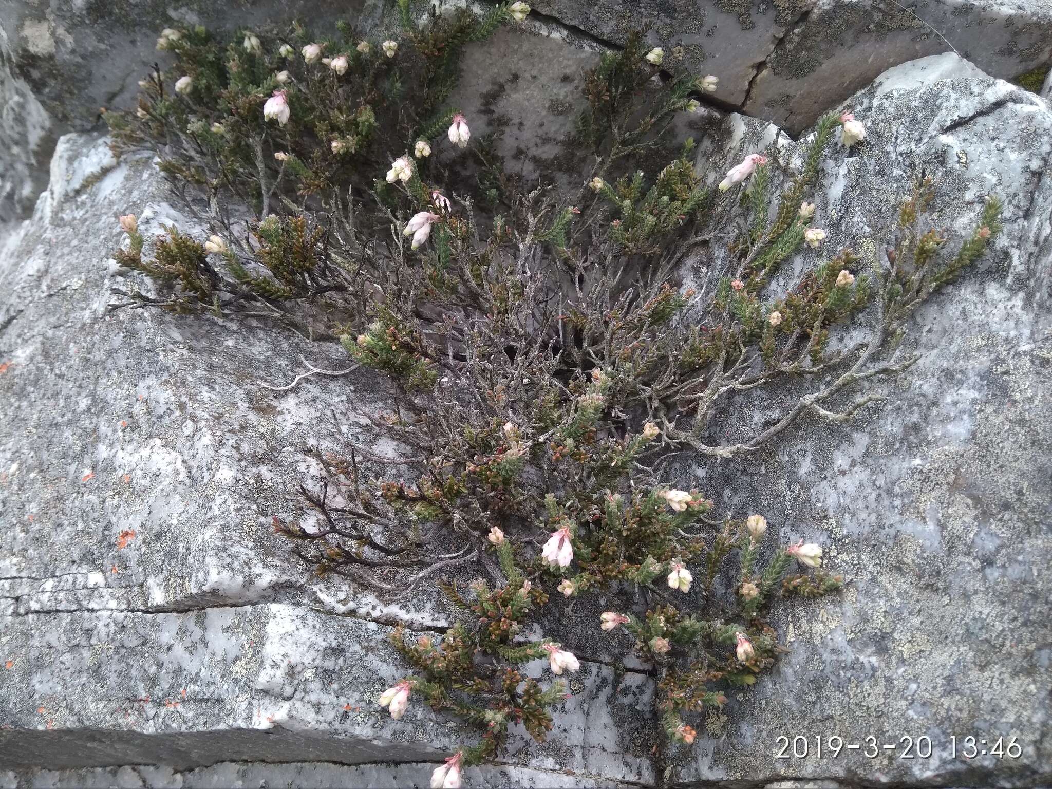 Erica goatcheriana var. petrensis L. Bol. resmi