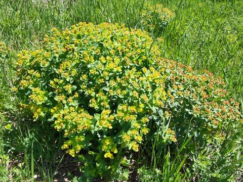 Image of cushion spurge