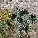 Image of Euphorbia oxyphylla Boiss.