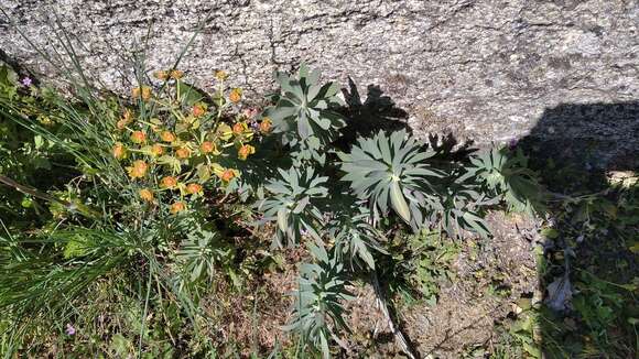 Слика од Euphorbia oxyphylla Boiss.