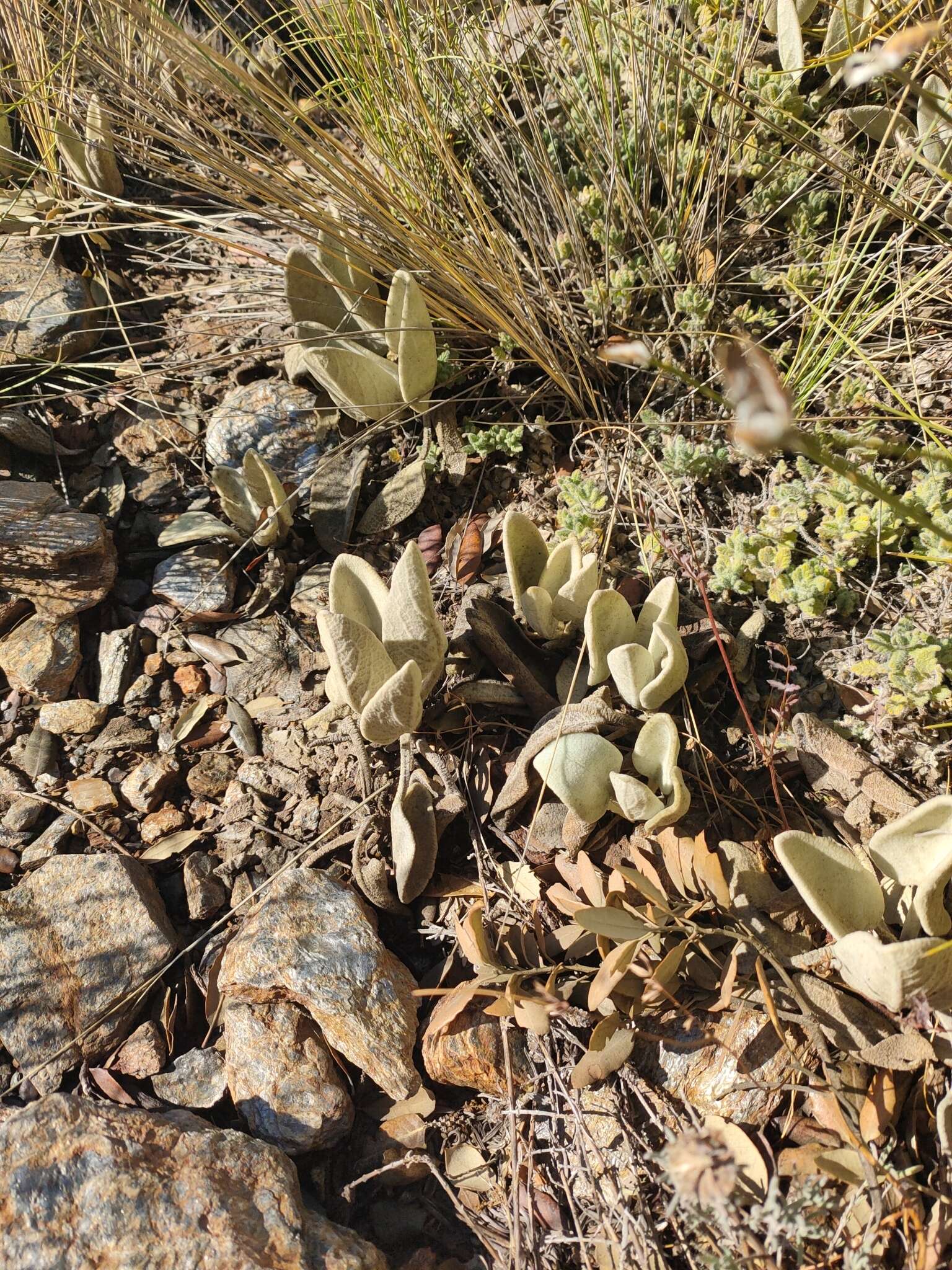 Image of Phlomis crinita Cav.