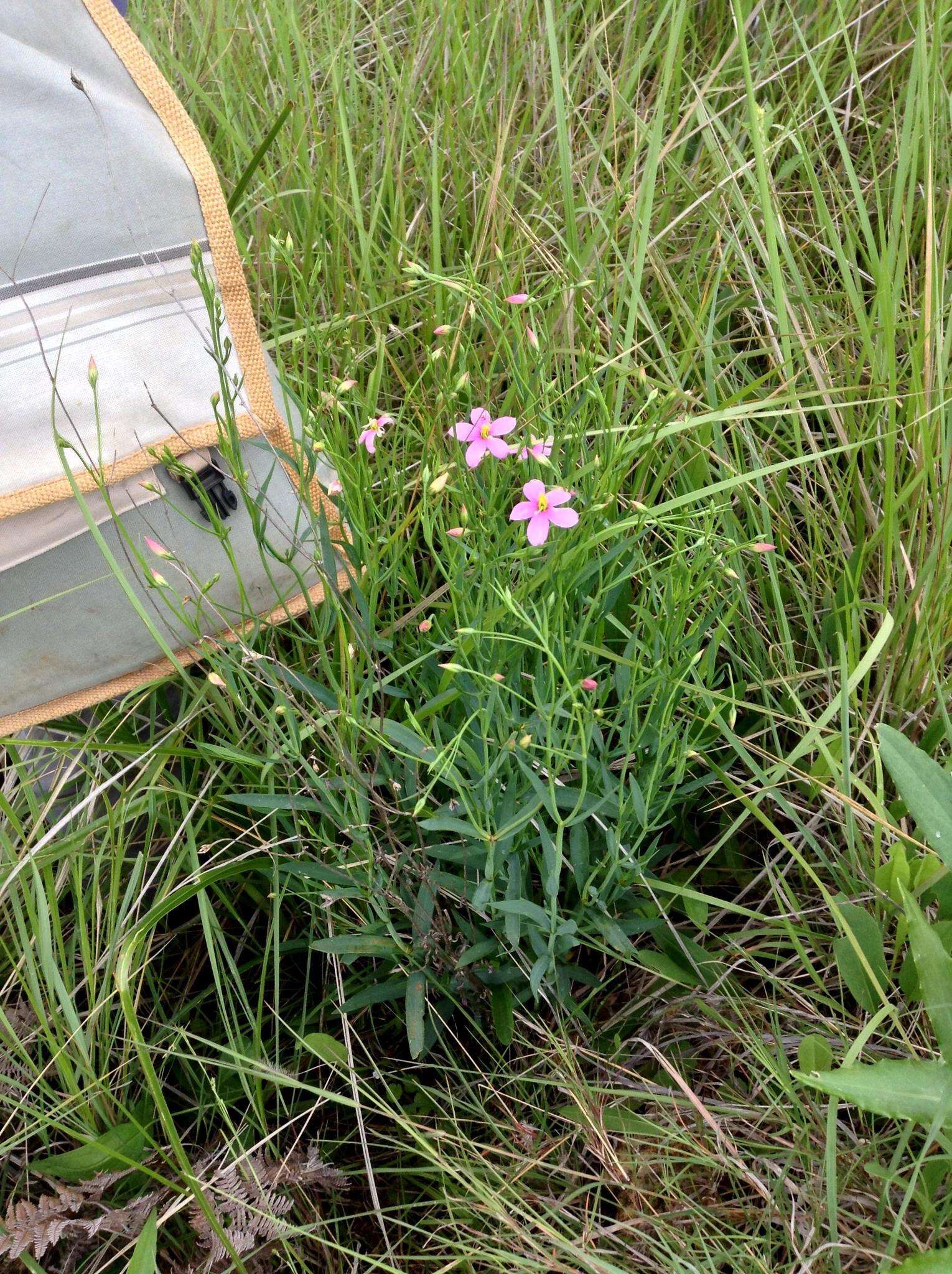 Chironia palustris subsp. transvaalensis (Gilg) Verdoorn resmi