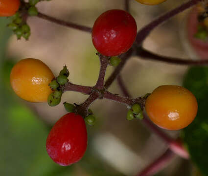 Image of Stephania japonica var. discolor (Bl.) Forman