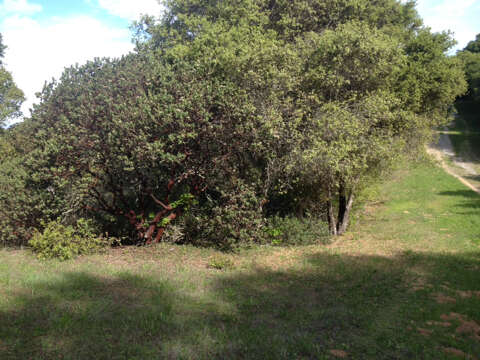 Image of Kings Mountain manzanita