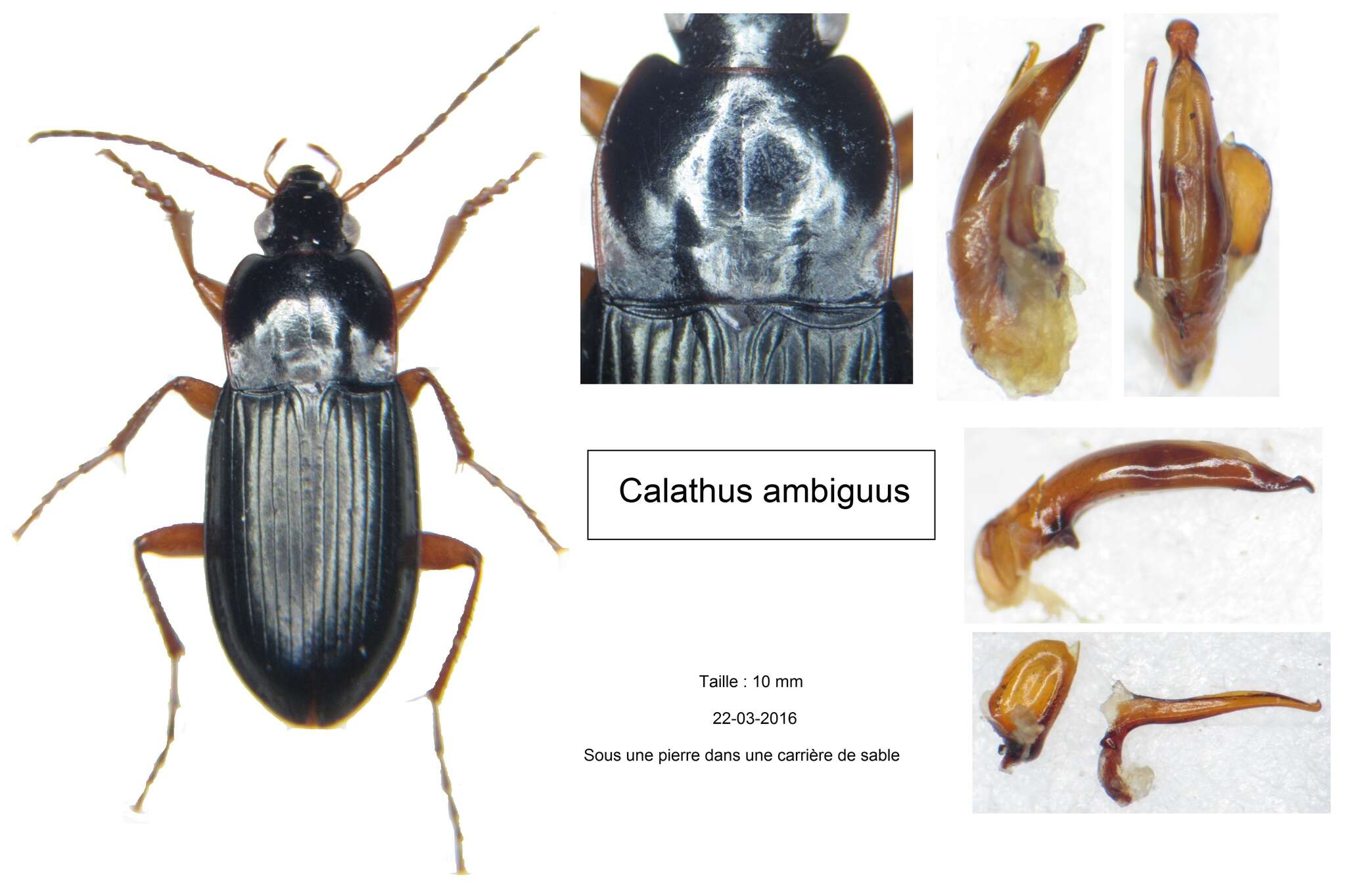Image of Calathus (Neocalathus) ambiguus (Paykull 1790)