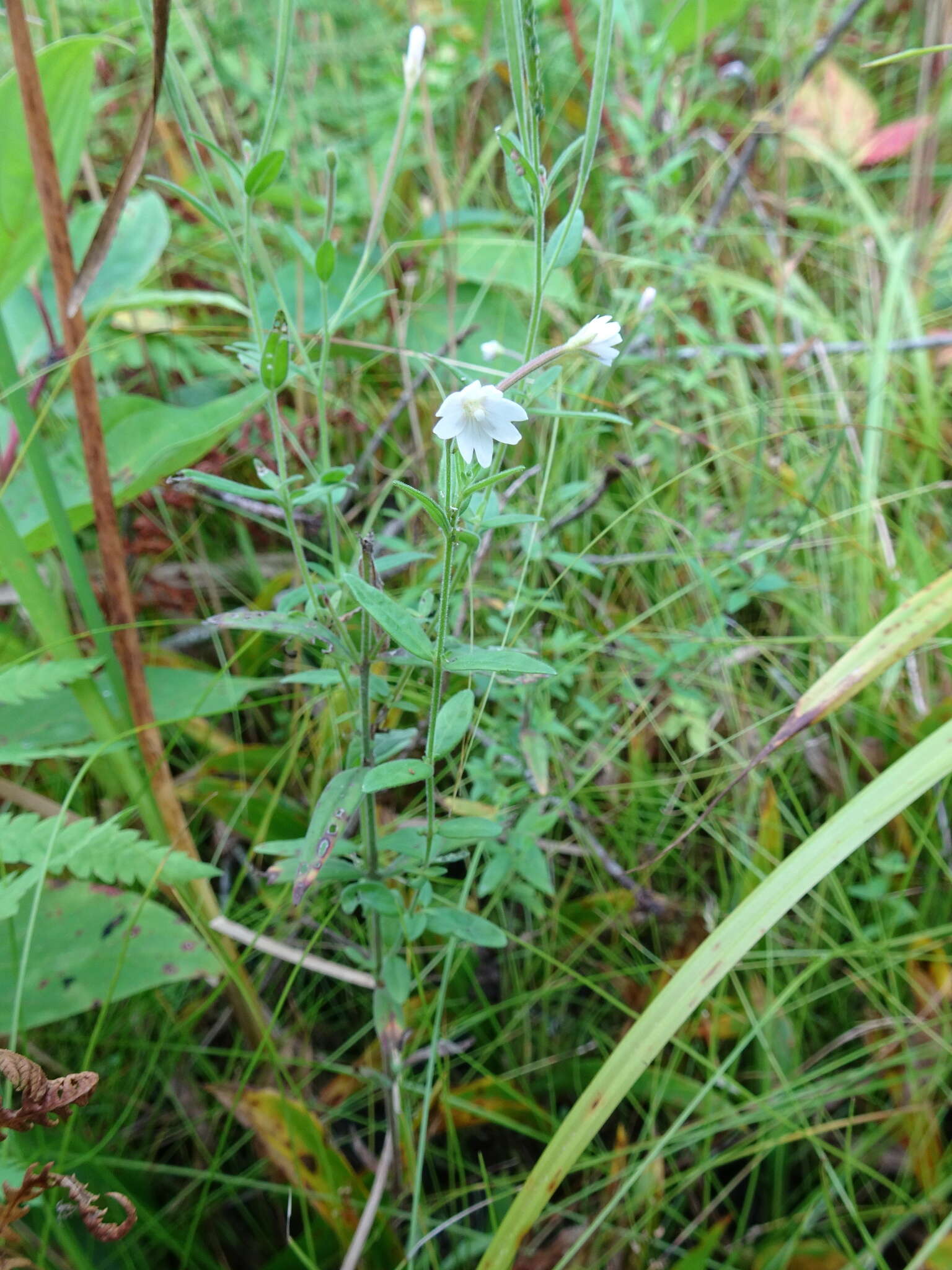 Image of Downy Willowherb