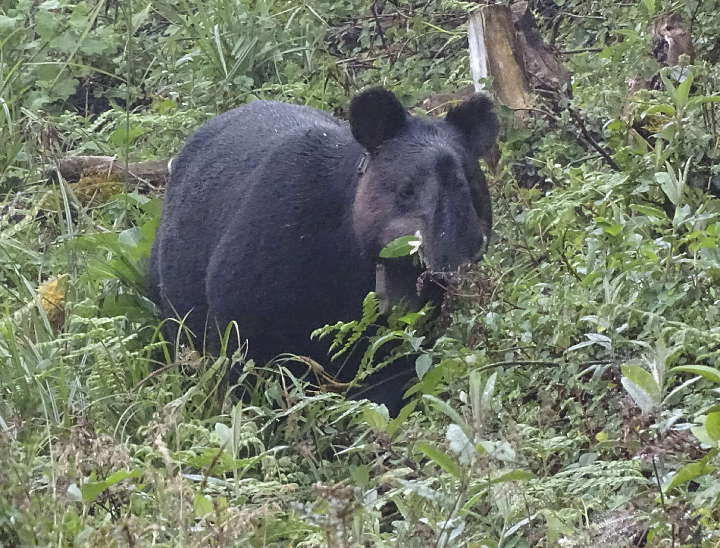 Plancia ëd Tapirus pinchaque (Roulin 1829)