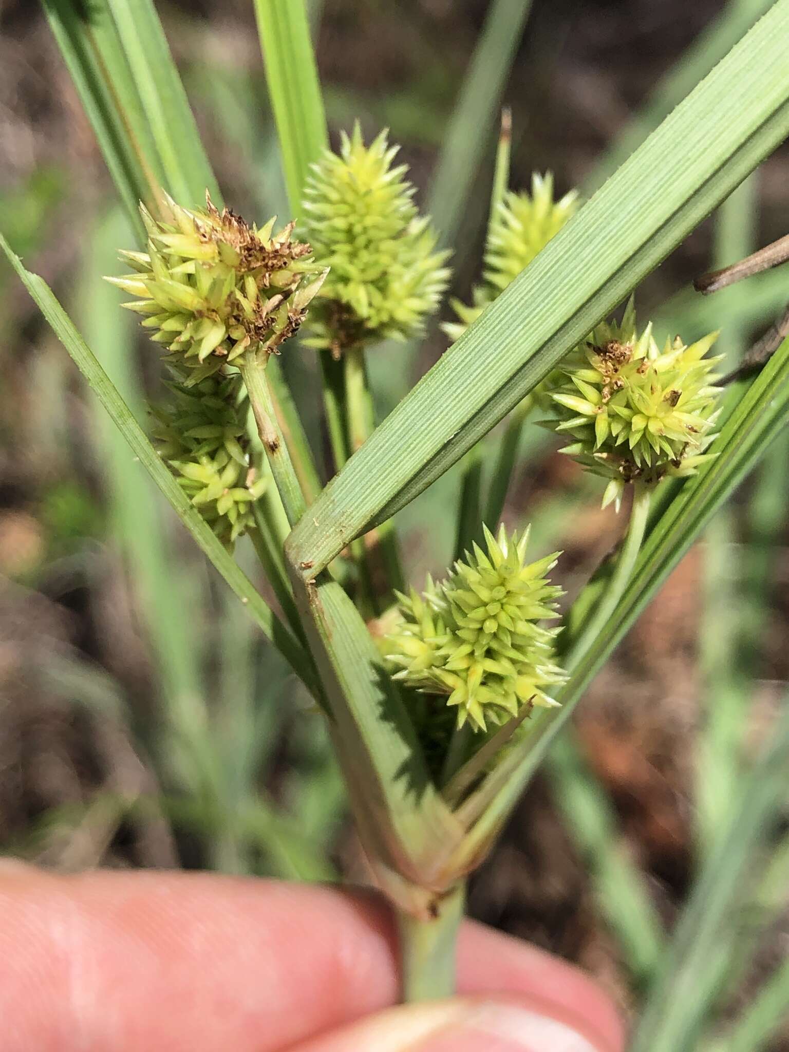 Sivun Cyperus conicus (R. Br.) Boeckeler kuva