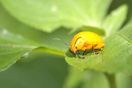 Sivun <i>Podontia lutea</i> kuva