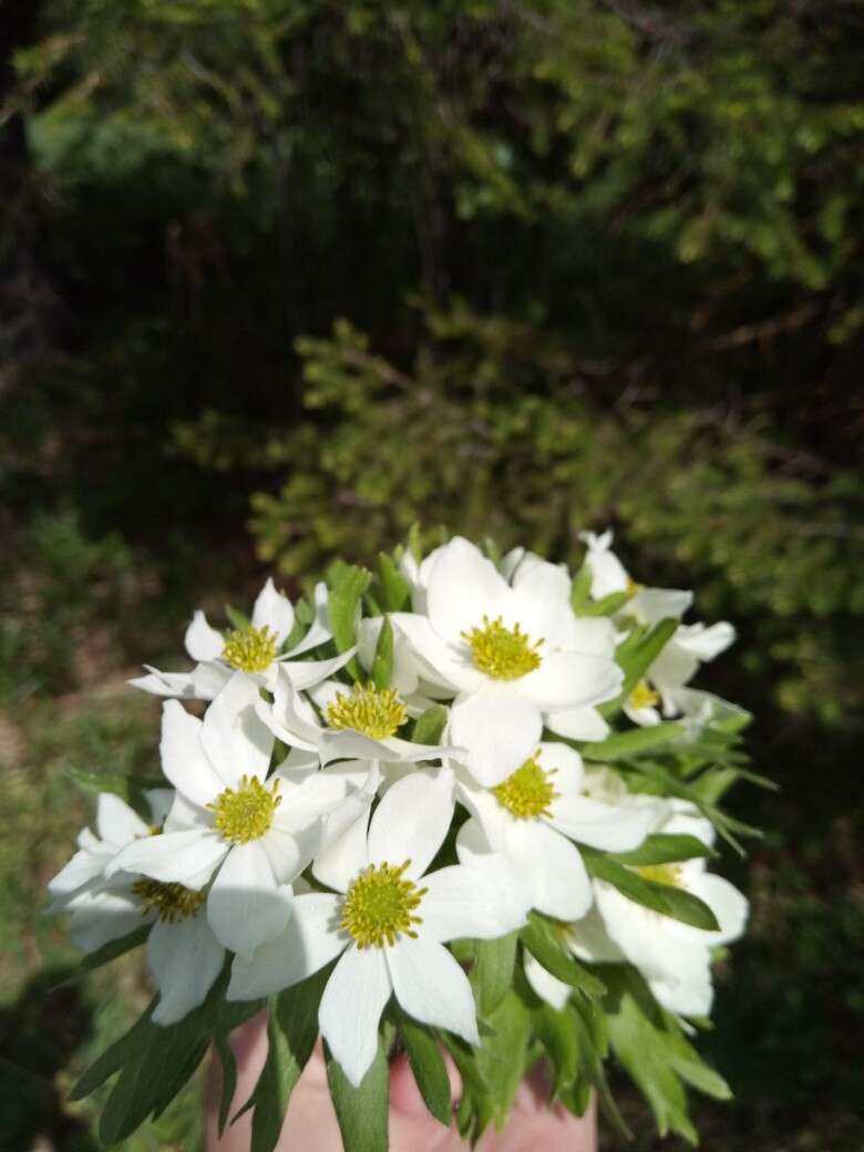 Image of Anemonastrum biarmiense (Juz.) J. Holub