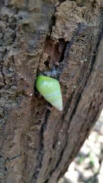 Image de Amphidromus mouhoti (L. Pfeiffer 1861)