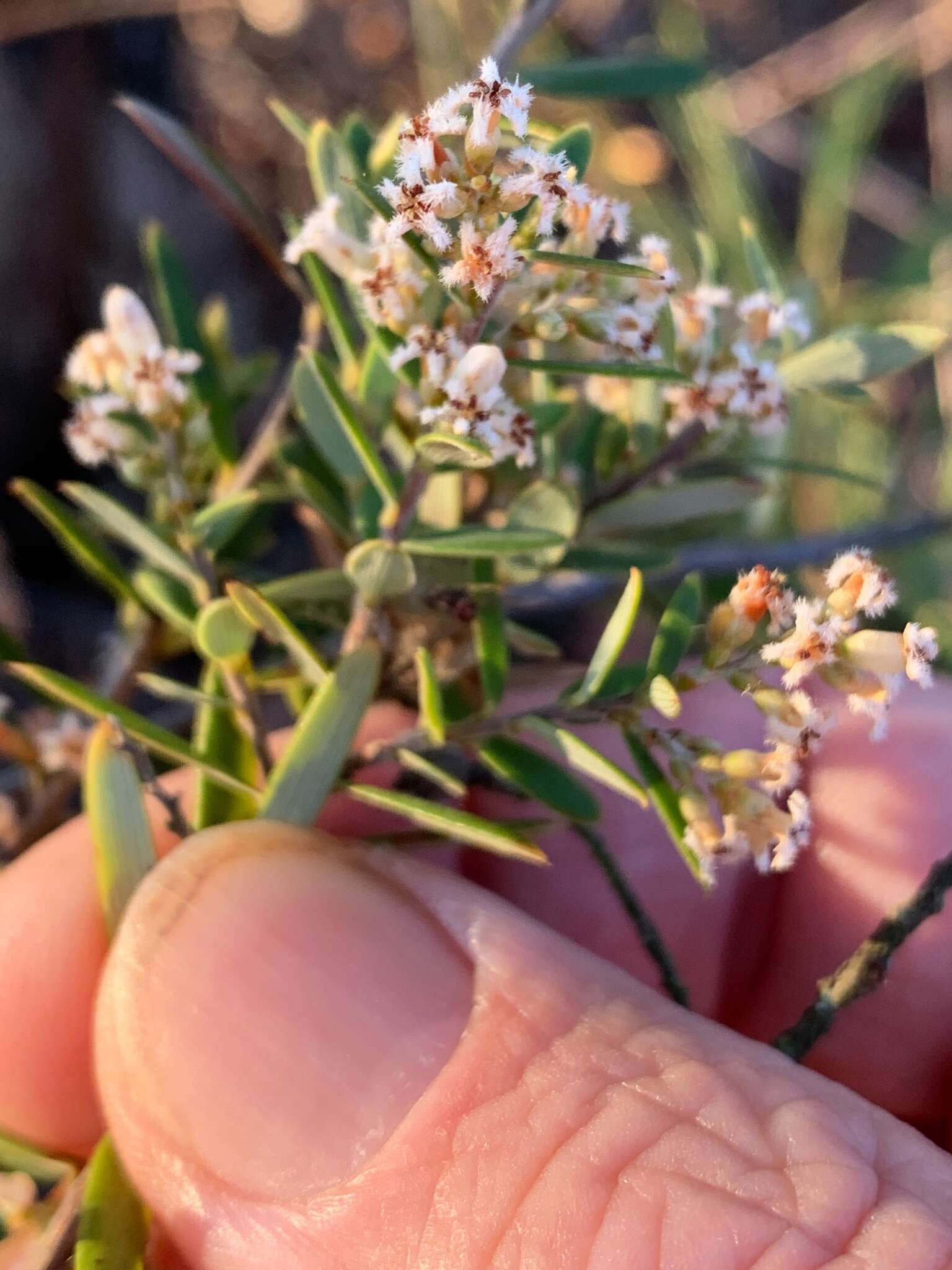 Image of Agiortia pedicellata (C. T. White) Quinn