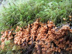 Image of Egg-shell Slime Mould