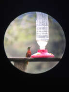 Image of Chestnut-breasted Coronet