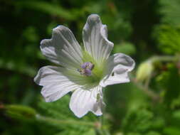 Image of Geranium wakkerstroomianum R. Knuth