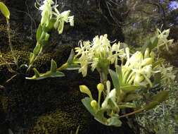 Image of Epidendrum firmum Rchb. fil.