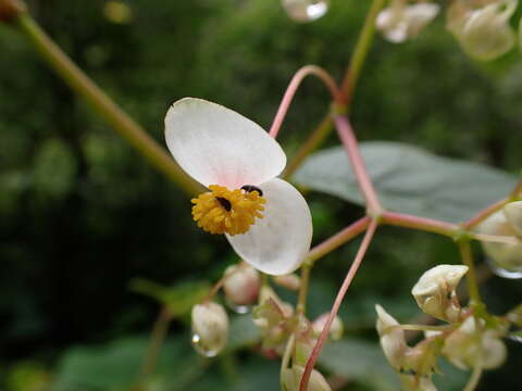 Image of Begonia peruviana A. DC.