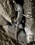 Image of Gomero Wall Gecko