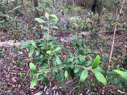 Image of Persoonia sericea A. Cunn. ex R. Br.