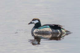 Image of Green Pygmy Goose