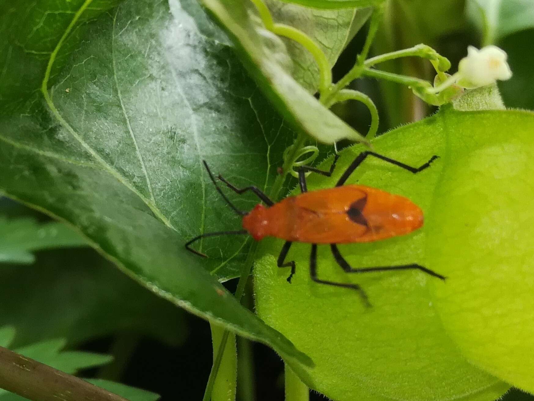 Leptocoris augur (Fabricius 1781) resmi